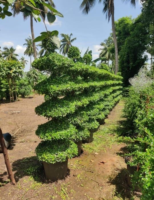Exotic plants by Total Green Solutions — photo 3